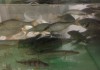 аквариум с живцом - IMG_2081.JPG (173.75 КБ) 9127 просмотров аквариум с живцом - IMG_2081.JPG