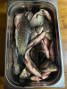 Тамбовская область, старый пруд 0.76 га. Востановление - camphoto_824023566.jpeg
