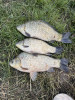 IMG_8462.jpeg