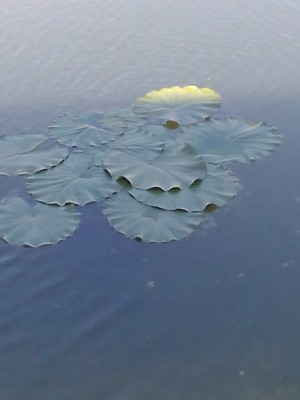 Водные растения- фотографии и описание - IMG_20150810_154735.jpg