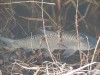 DSCN6605.JPG