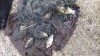 Улов сразу после извлечения из воды - 20170405_183023.jpg