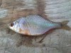 Мой пруд  - DSC_0012.jpg