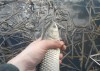 Шандоры для шахт водоспусков - амур на волю.jpg (90.69 КБ) 5916 просмотров Шандоры для шахт водоспусков - амур на волю.jpg