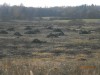 пруд 3 га - превращение из поля в водоем Или как бобры помогли в этом - PA300072.JPG (172.97 КБ) 7392 просмотра пруд 3 га - превращение из поля в водоем Или как бобры помогли в этом - PA300072.JPG