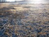пруд 3 га - превращение из поля в водоем Или как бобры помогли в этом - PB180026.JPG (471.39 КБ) 7392 просмотра пруд 3 га - превращение из поля в водоем Или как бобры помогли в этом - PB180026.JPG