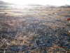 пруд 3 га - превращение из поля в водоем Или как бобры помогли в этом - PB180027.JPG (433.25 КБ) 7392 просмотра пруд 3 га - превращение из поля в водоем Или как бобры помогли в этом - PB180027.JPG