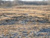 пруд 3 га - превращение из поля в водоем Или как бобры помогли в этом - PB180030.JPG (392.41 КБ) 7392 просмотра пруд 3 га - превращение из поля в водоем Или как бобры помогли в этом - PB180030.JPG