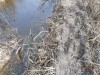 пруд 3 га - превращение из поля в водоем Или как бобры помогли в этом - P3210152.JPG (427.35 КБ) 7392 просмотра пруд 3 га - превращение из поля в водоем Или как бобры помогли в этом - P3210152.JPG