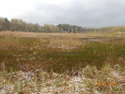 Ковер из травы на 6 га. Уровень ан 40 см ниже номинаьного, воды уже не видно. Зато видно, сколкьо травы. - DSCN1971.JPG