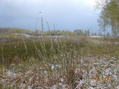 Вид на малявочники и маточники из далека. - DSCN1972.JPG (315.18 КБ) 4645 просмотров Вид на малявочники и маточники из далека. - DSCN1972.JPG