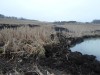 Родниковый пруд, или как случайно получить пруд с голубой водой - Как при копке плотины пробили водоносный слой. начало. Второй день 2.JPG (177.33 КБ) 16881 просмотр Родниковый пруд, или как случайно получить пруд с голубой водой - Как при копке плотины пробили водоносный слой. начало. Второй день 2.JPG