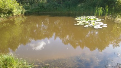 На мели какие то водоросли фильтрируют воду,немного с запахом,я их повыбрасывал.Метра два вперед- кормовой столик-площадка с твердым дном, немного со скатом от 50 см и глубже. - IMAG1531_BURST001.jpg