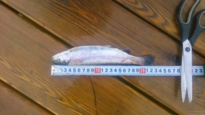 Сезонное выращивание форели в дачном пруду - 49.JPG (982 КБ) 5937 просмотров Сезонное выращивание форели в дачном пруду - 49.JPG