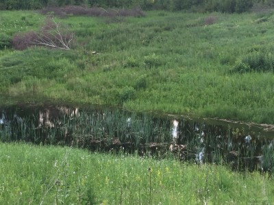 Тамбовская область, старый пруд 0.76 га. Востановление - IMG_8721.JPG