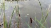 Питомник нимфей в пруду с рыбами - IMG_20170917_180829.jpg