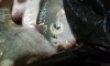 IMG_20170917_233423.jpg