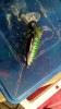 ВОБЛЕР ПЛАВАЮЩИЙ SALMO HORNET RATTLIN F 06.5GT.jpg