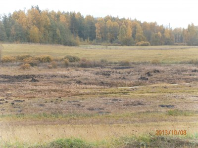 пруд 3 га - превращение из поля в водоем Или как бобры помогли в этом - PA080029.JPG