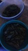 Орудия лова - IMG_20171017_082710[1].jpg
