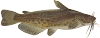 Мой пруд  - brown_bullhead.png