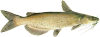 Мой пруд  - channel_catfish.png