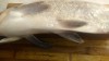 IMG_20171105_154340.jpg