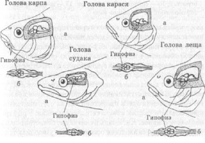 гипофизы у рыб.jpg