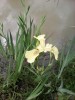 Водные растения- фотографии и описание - IMG_20170626_131433.jpg