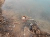 Родниковый пруд, или как случайно получить пруд с голубой водой - DSCN0209.JPG (2.35 МБ) 15173 просмотра Родниковый пруд, или как случайно получить пруд с голубой водой - DSCN0209.JPG