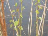 DSCN0221.JPG