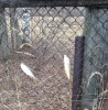 Дачный рыбовод. - IMG_3144.JPG (294.96 КБ) 4830 просмотров Дачный рыбовод. - IMG_3144.JPG