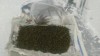 Выращивание бокоплавов, водяных осликов и прочего - 41.JPG