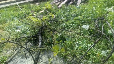 Белый амур - IMG_20170613_161748.jpg