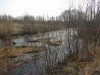 Старый пруд 5 Га-возрождение или забвение? - IMG_3487.JPG