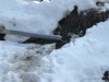 Пруд 6 соток 20х30 в Подмосковье - IMG-20190403-WA0000.jpg (85.69 КБ) 4073 просмотра Пруд 6 соток 20х30 в Подмосковье - IMG-20190403-WA0000.jpg