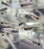 Помогumе расnознаmь мальков чmо за рыбкu  - Fish-Yenisei.PNG
