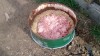 На сетке опилки, субстрат из мясокостной продукции местного комбината по 12р\кг - IMG_20190710_170036.jpg