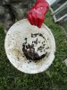 Жук карапу́зик Histeridae,один изглавных врагов опарыша при выращивании на открытом воздухе, без должной защиты. Маскитные сетки, сито сверху конструкций это защита от него в основном. В помещении проблемы с жуком в том числе нет. - IMG-20190711-WA0014.jpg (256.34 КБ) 8823 просмотра Жук карапу́зик Histeridae,один изглавных врагов опарыша при выращивании на открытом воздухе, без должной защиты. Маскитные сетки, сито сверху конструкций это защита от него в основном. В помещении проблемы с жуком в том числе нет. - IMG-20190711-WA0014.jpg