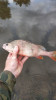 Большеротый окунь, Форелеокунь, Басс - IMG-20200913-WA0003.jpg (126.25 КБ) 2432 просмотра Большеротый окунь, Форелеокунь, Басс - IMG-20200913-WA0003.jpg