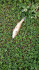 Большеротый окунь, Форелеокунь, Басс - IMG-20200913-WA0000.jpg (460.63 КБ) 2432 просмотра Большеротый окунь, Форелеокунь, Басс - IMG-20200913-WA0000.jpg