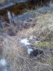 Разрывы лежаков - IMG_20210325_094914_482.jpg