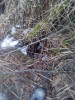 Разрывы лежаков - IMG_20210325_094908_996.jpg