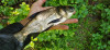 Большая голова. - IMG_20210801_100732.jpg (1.48 МБ) 4046 просмотров Большая голова. - IMG_20210801_100732.jpg