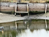 Реновация пруда, строительство монаха,переделка дамбы - PHOTO-2022-09-21-14-40-46.jpg