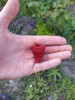 Моя лапка - IMG_20220823_122458_MP.jpg